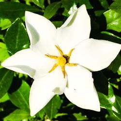 Close-up of white flower