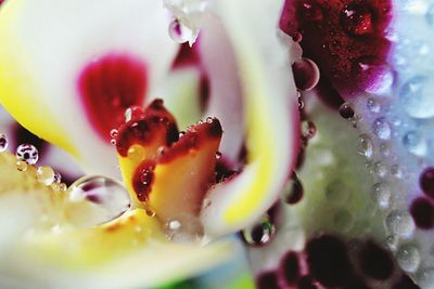 Close-up of pink flower