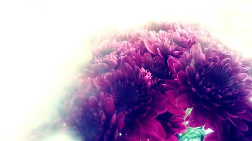 Close-up of pink flowers