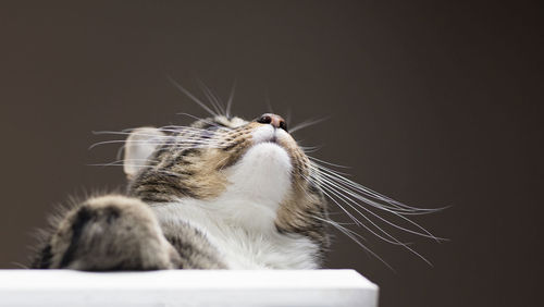 Close-up of cat against gray background