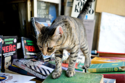 Close-up of a cat on books