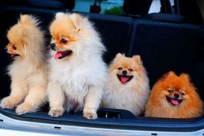 Portrait of two dogs