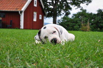 Portrait of dog relaxing on grassy field against red barn
