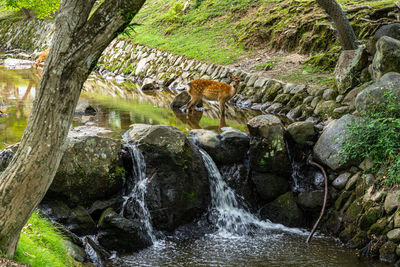 View of stream flowing through rocks