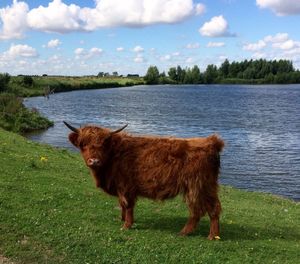 Highland cattle by lake against cloudy sky