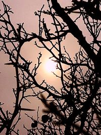 Low angle view of silhouette bare tree against sky