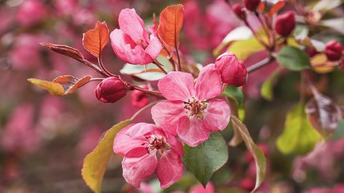 Close-up of pink cherry blossoms