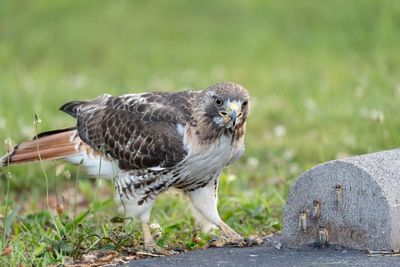 Close-up of owl perching on land