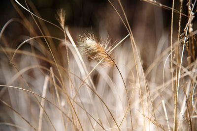 Close-up of stalks in wheat field