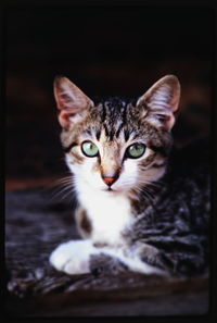 Close-up portrait of cat