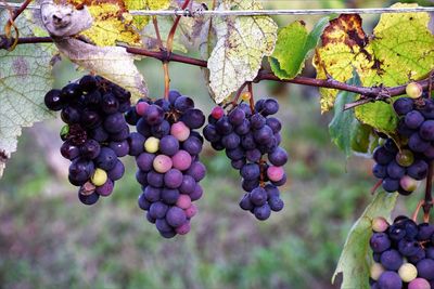 Close-up of grapes in vineyard