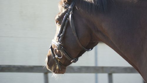 Close-up of horse