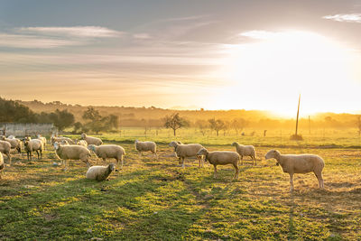 Sheep in a field