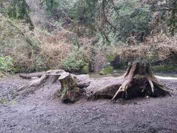 Trees growing in forest