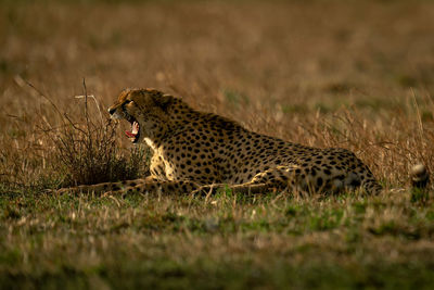 Cheetah lies on
