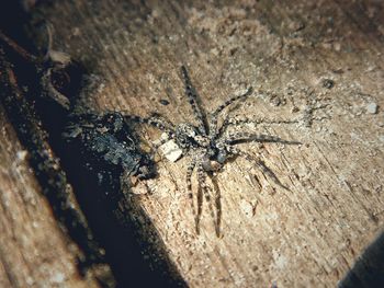 High angle view of insect on wood