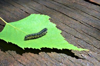 High angle view of insect on wood