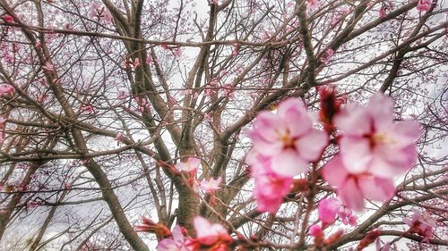 Low angle view of cherry blossom