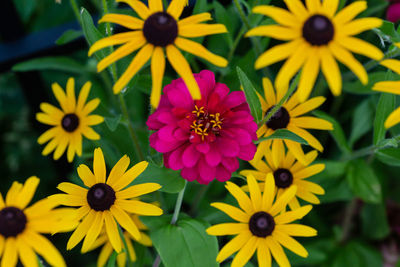 Close-up of flowers in park