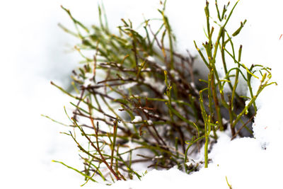 Close-up of plant