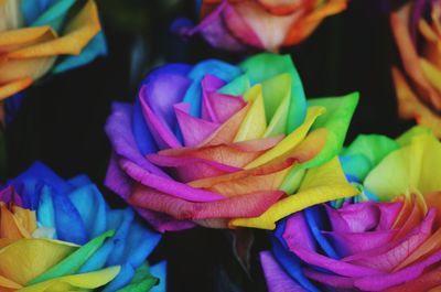 Close-up of multi colored roses