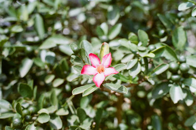 Close-up of pink rose flower