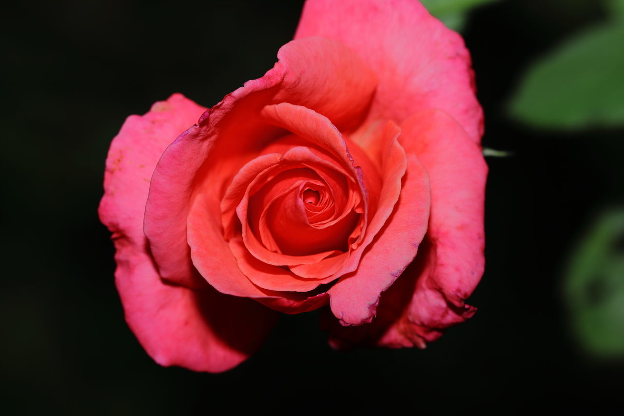 CLOSE-UP OF PINK ROSE FLOWER AGAINST BLACK BACKGROUND
