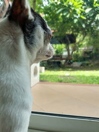 Close-up of dog looking away