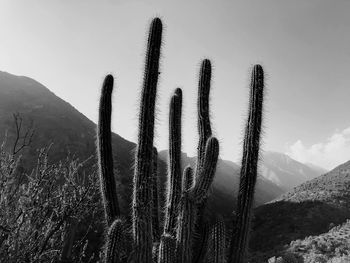 Cactus plants growing on land against sky