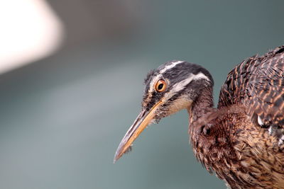 Close-up of a bird