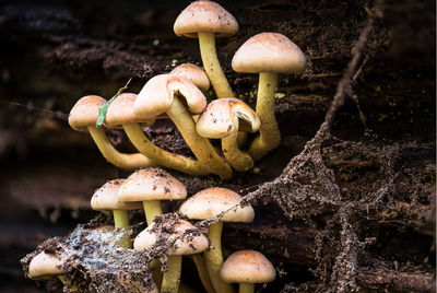 Close-up of mushrooms growing on wood