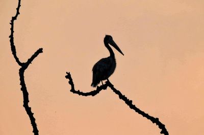 Silhouette birds perching on a tree