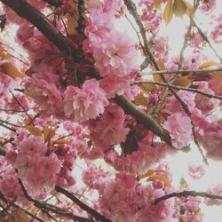 Low angle view of pink flowers