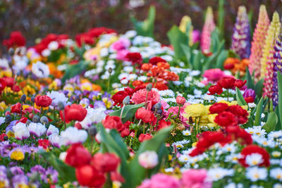 Close-up of red flowering plants in park