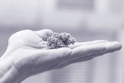 Cropped hand of man holding marijuana