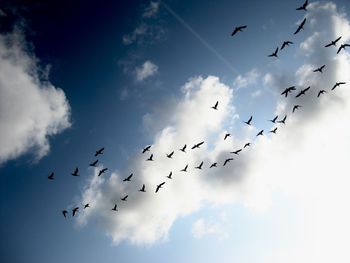 Low angle view of birds flying in sky