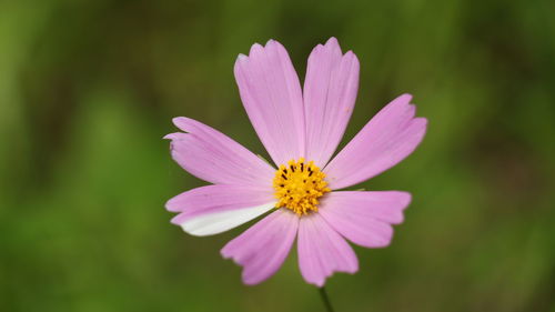 Close-up of pink cosmos flower