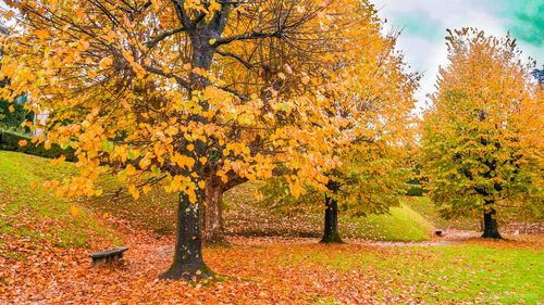 Trees and yellow flowers on field during autumn