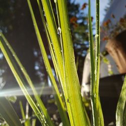 Close-up of wet grass