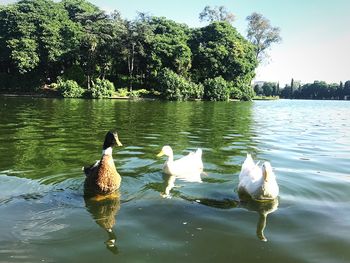 Ducks swimming in lake against sky