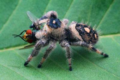 Close-up of insect on leaf