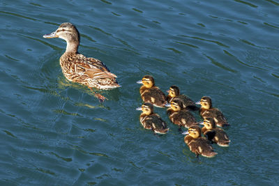 High angle view of ducks swimming in lake