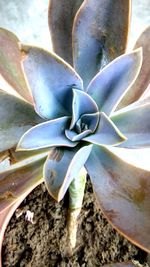 Close-up of succulent plant