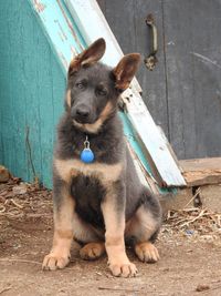 Portrait of a blue german shepherd puppy dog outside