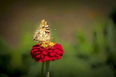 Close-up of butterfly pollinating on flower