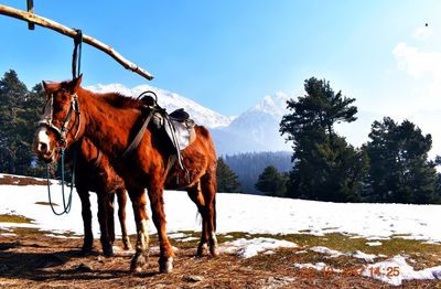 Horse standing on snow covered field against sky