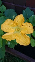 High angle view of yellow flowering plant leaves