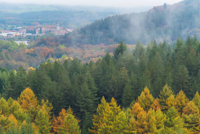 High angle view of pine trees in forest during autumn