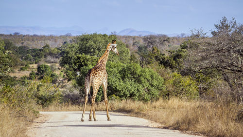 Giraffe standing on land against trees