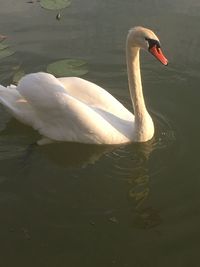 Swan swimming in lake